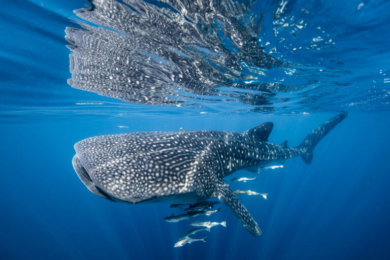 whale shark swimming in the ocean with fish next to it
