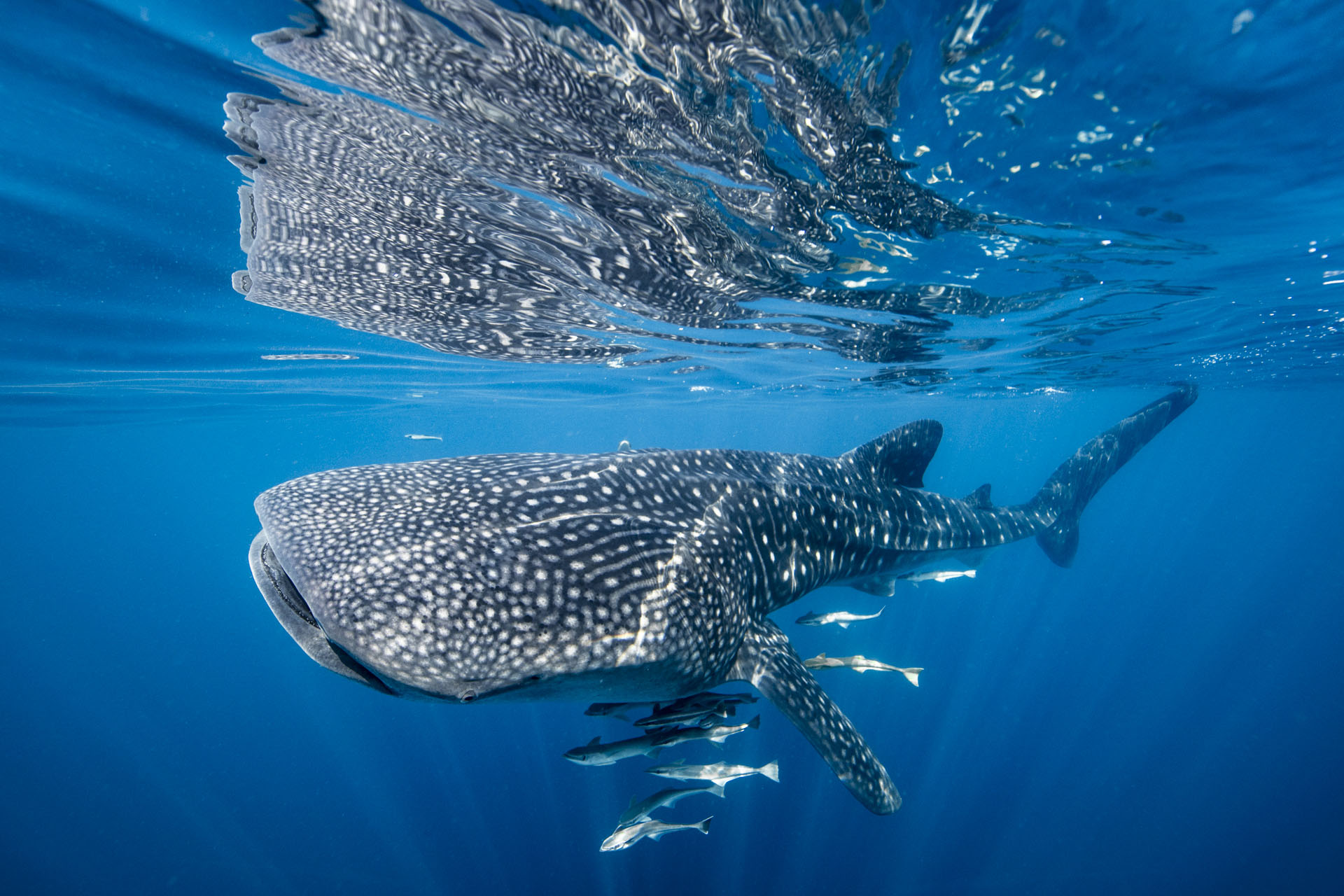 whale shark swimming in the ocean with fish next to it