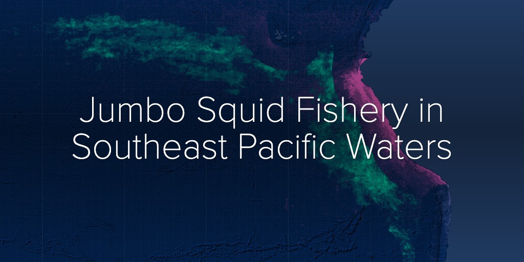 Jumbo Squid Fishery in Southeast Pacific Waters