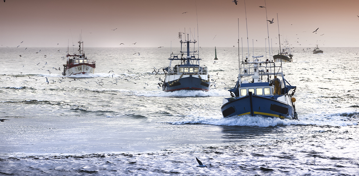 fishing fleet coming into shore