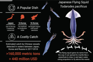 Flying Squid Japanese catch