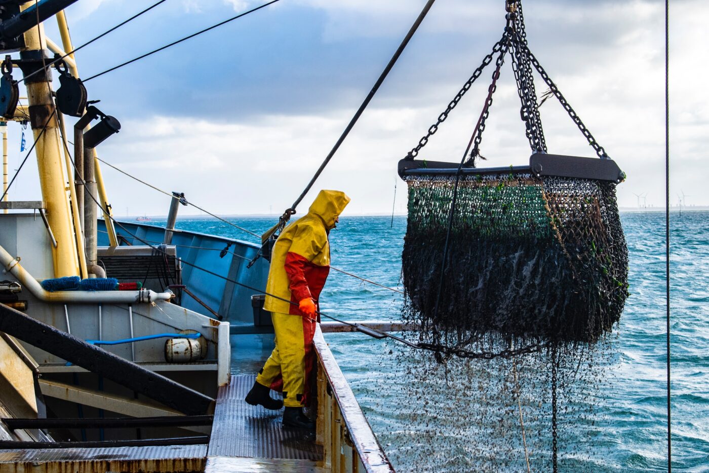 fisherman looking at fish in net being hauled up