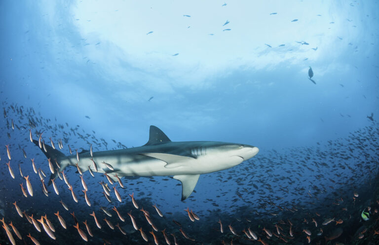 Los datos y el análisis ayudan a rastrear la pesca ilegal de tiburones